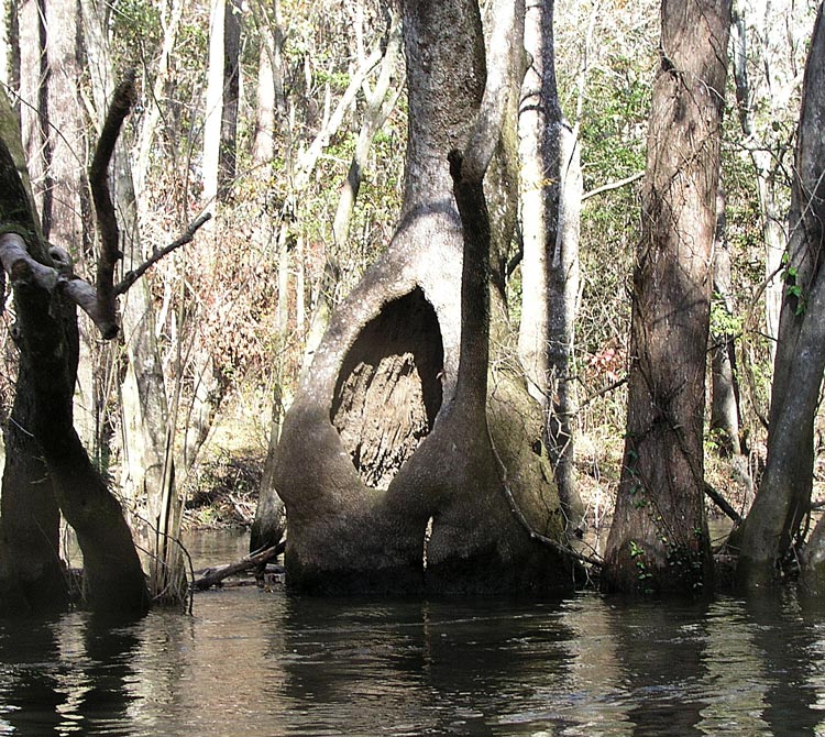 cypress tree - Holmes creek - Vernon FL