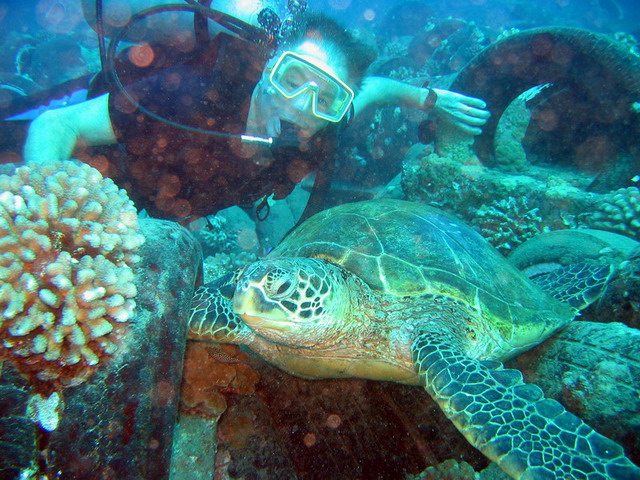 Dad & Turtle