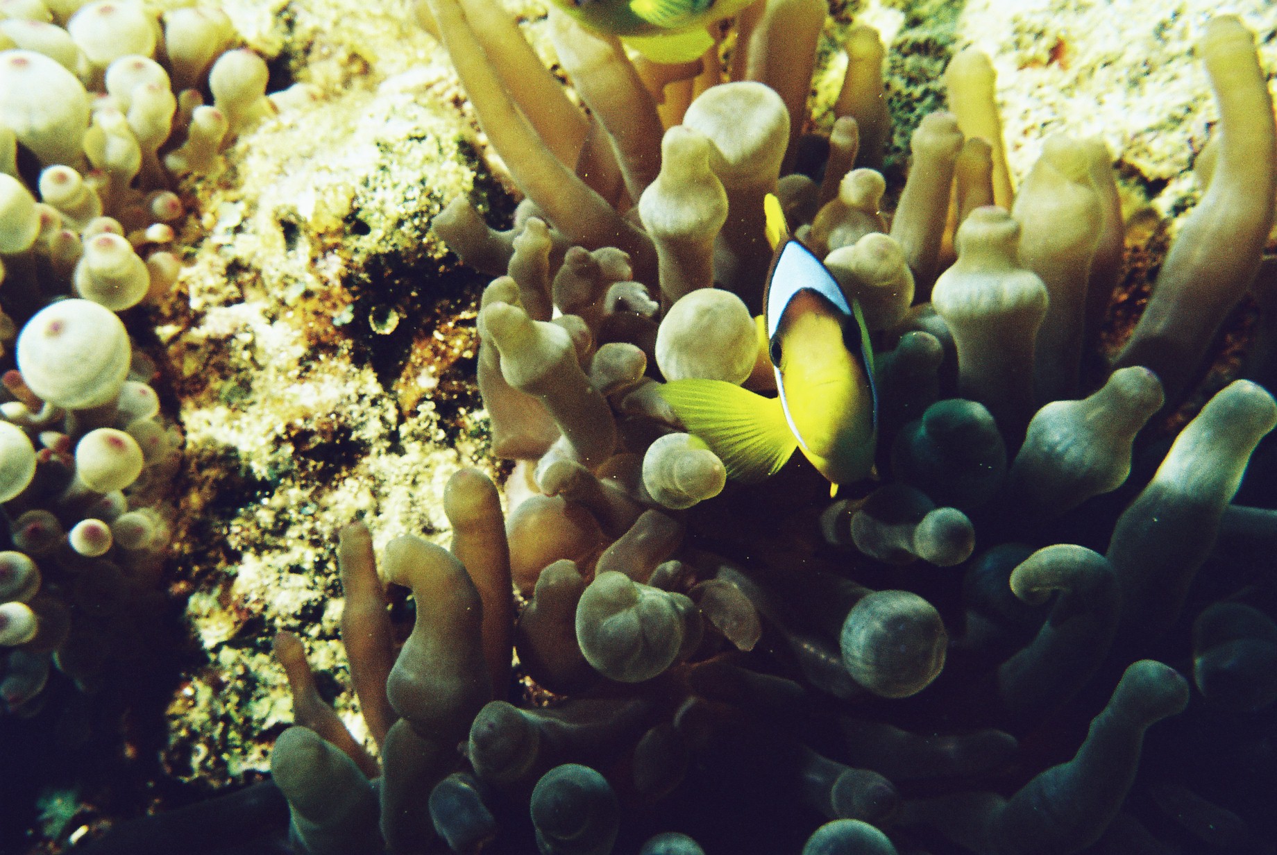 Dahab Clownfish 1