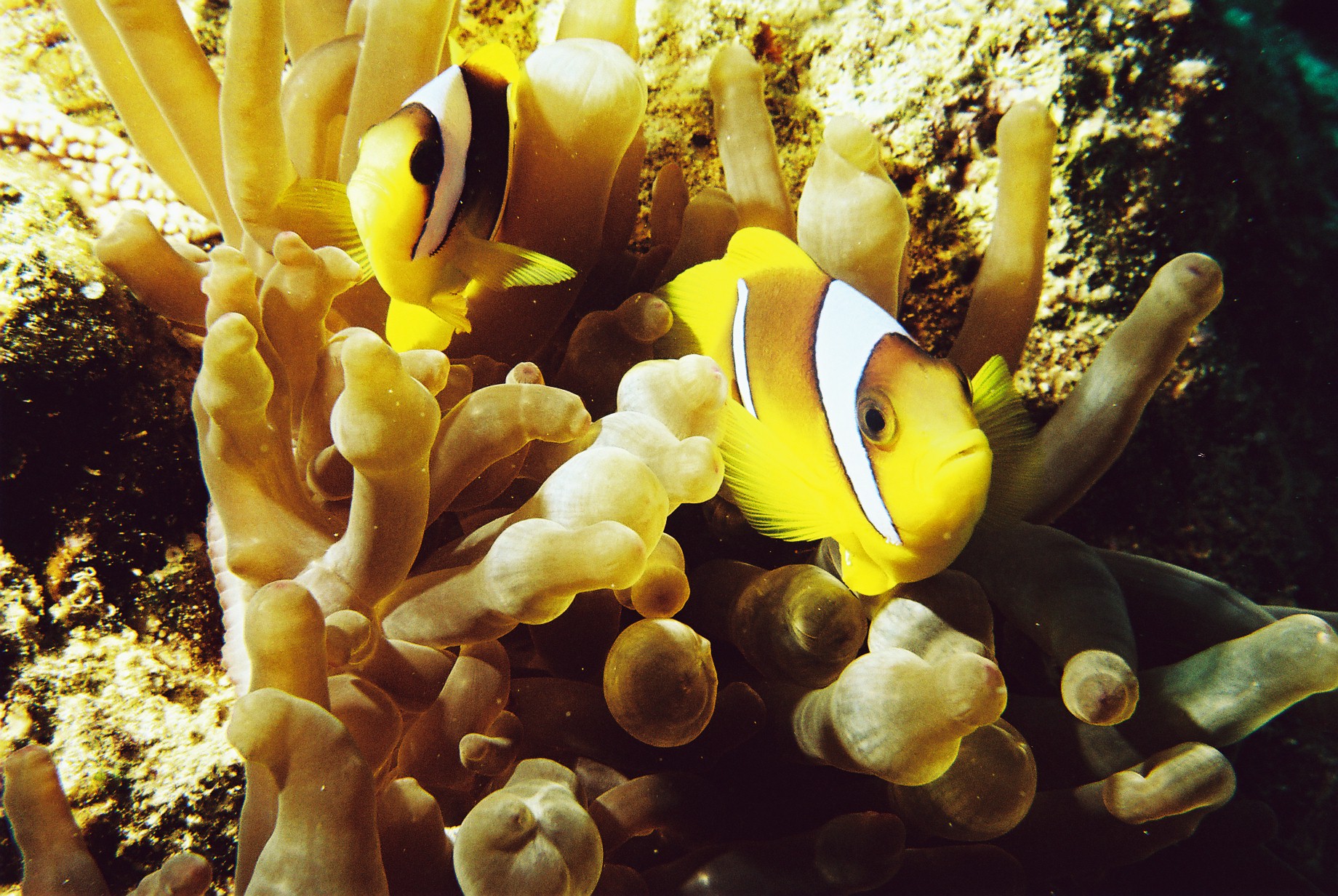 Dahab Clownfish 2