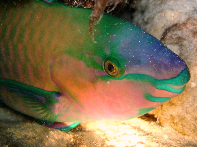 Daisy parrotfish