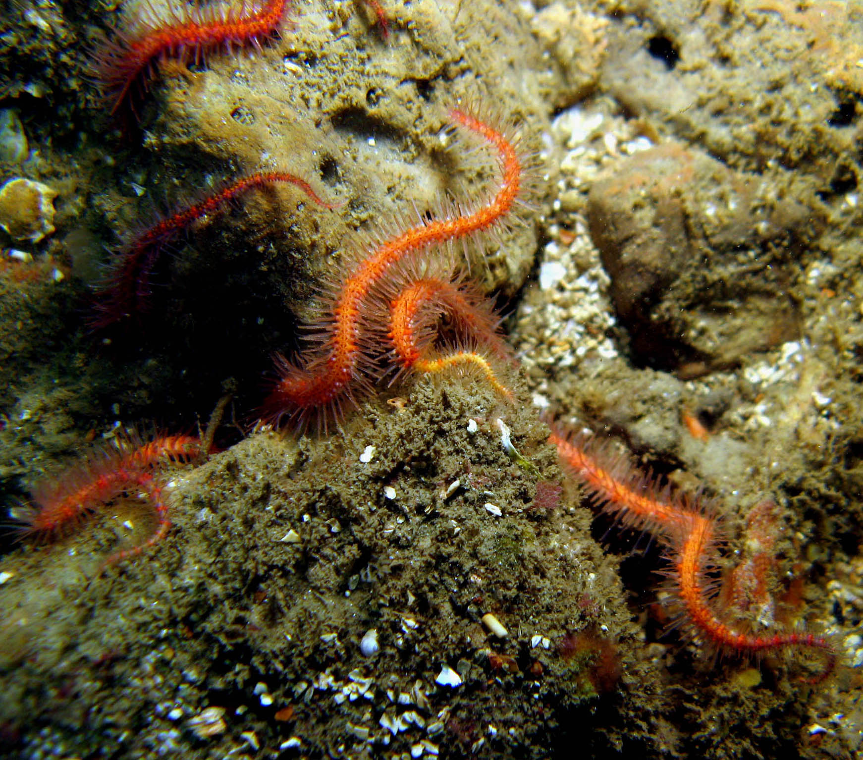 Daisy_Brittle_Star_Ophiopholis_aculeata_