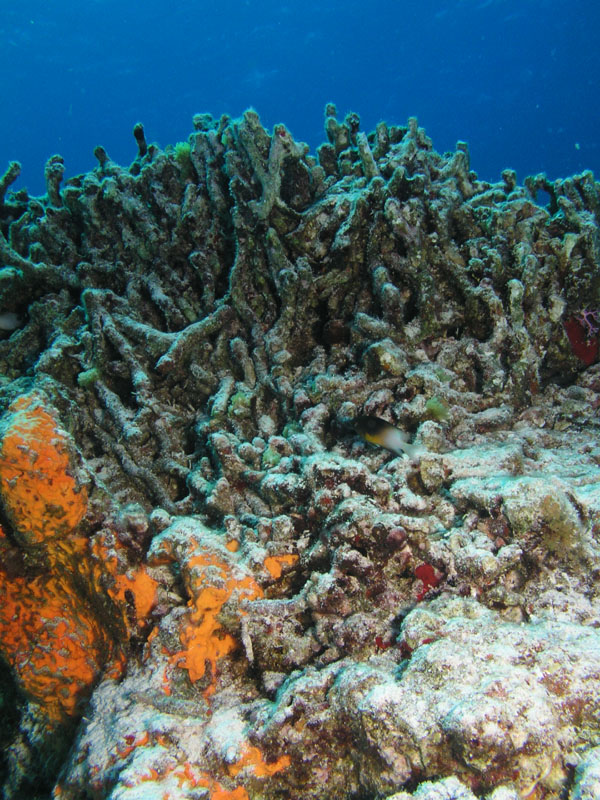 Damaged_Finger_Coral