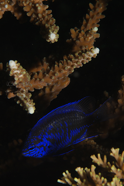 Damselfish in Staghorn Coral