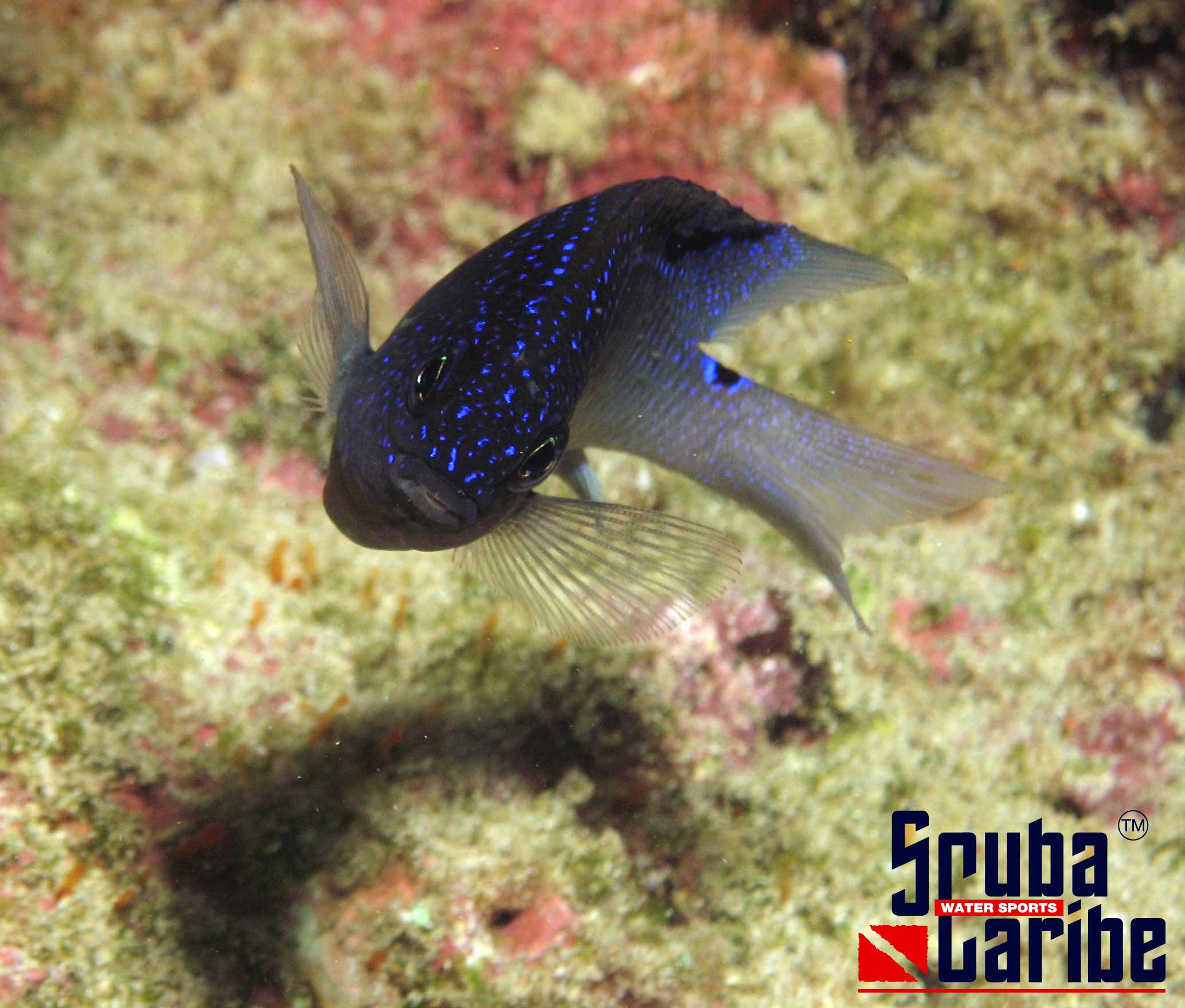 Damselfish Juvenile