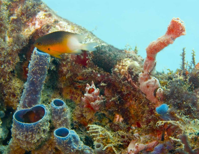 Damselfish on the Reef