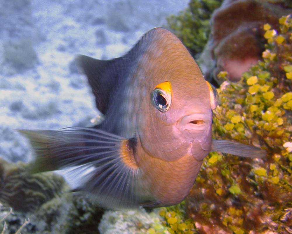 Damselfish