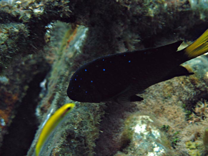 Damselfish