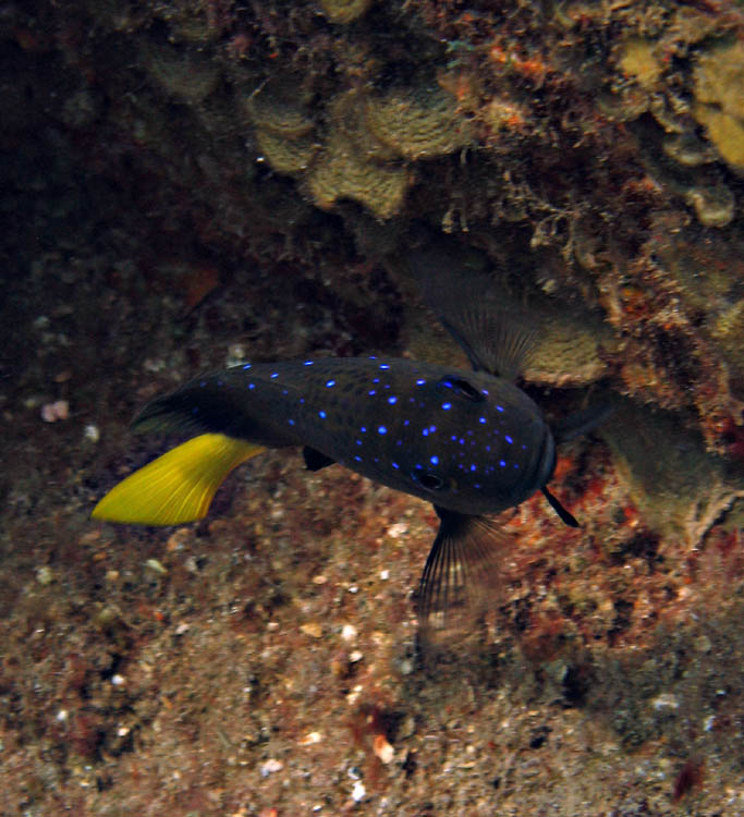 Damselfish..