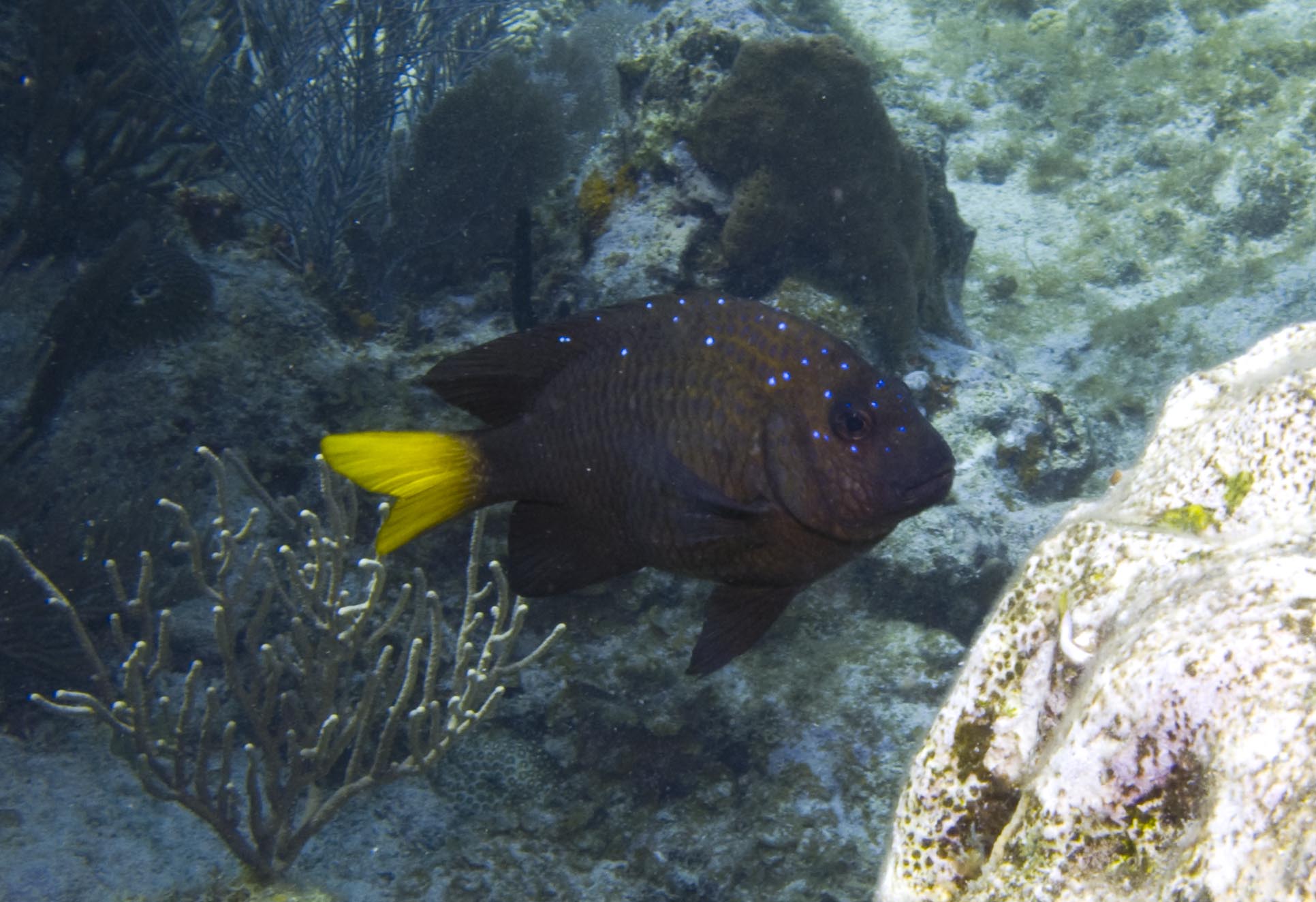 Damselfish