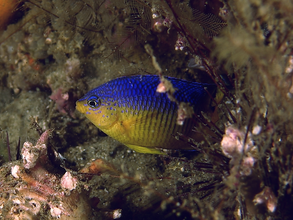 damselfish1000