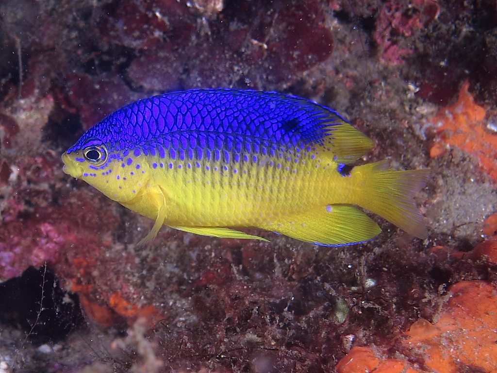 damselfish_950