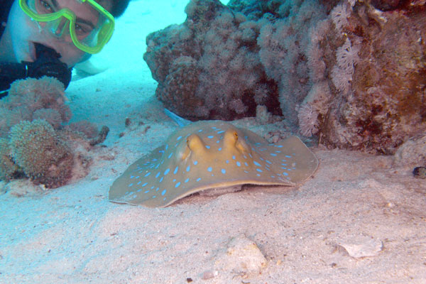 Dan-with-blue-spotted-ray