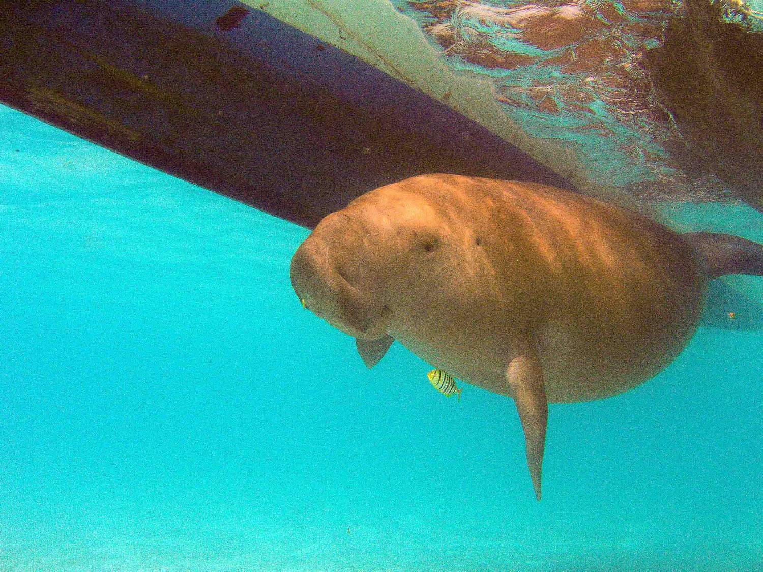 Dances with Dugong - Nicky