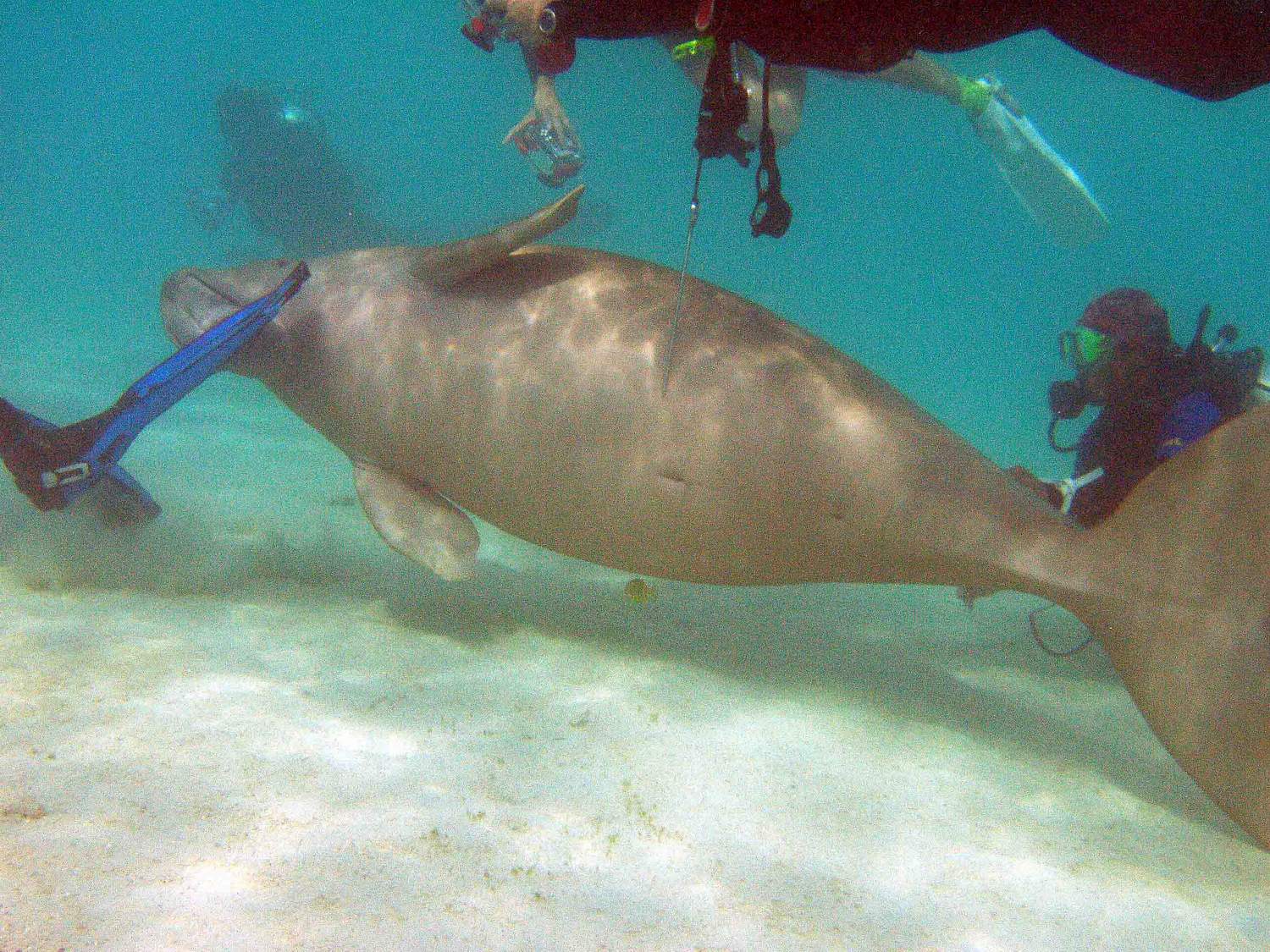 Dances with Dugong - Nicky