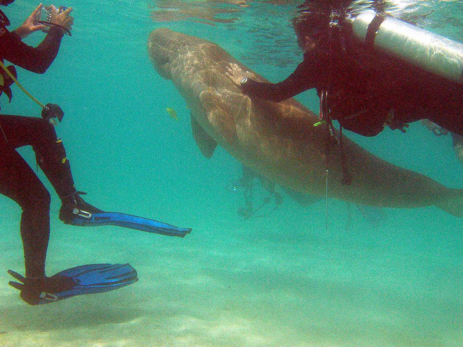 Dances with Dugong - Nicky