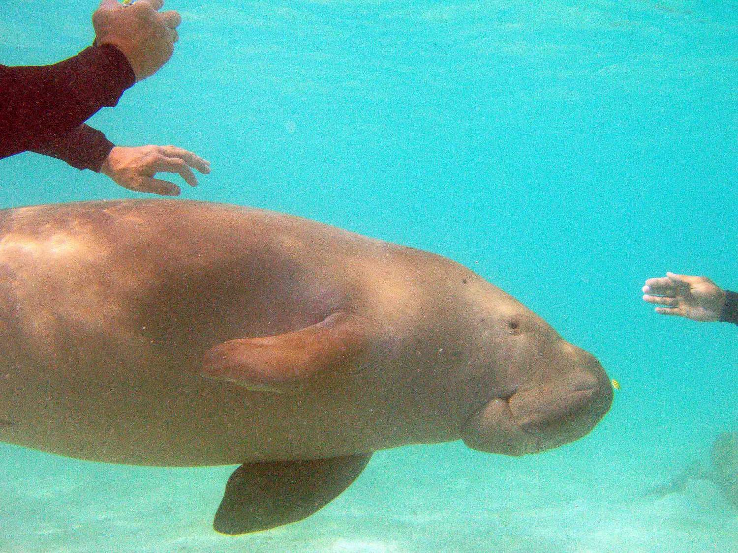 Dances with Dugong - Nicky