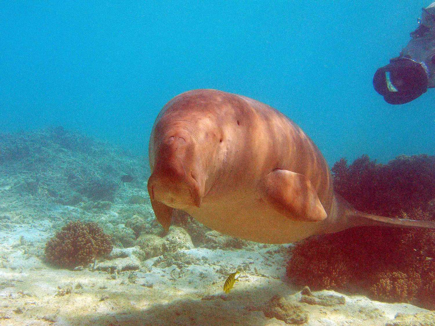 Dances with Dugong - Nicky