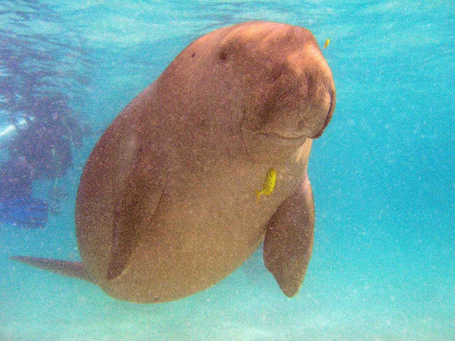 Dances with Dugong - Nicky