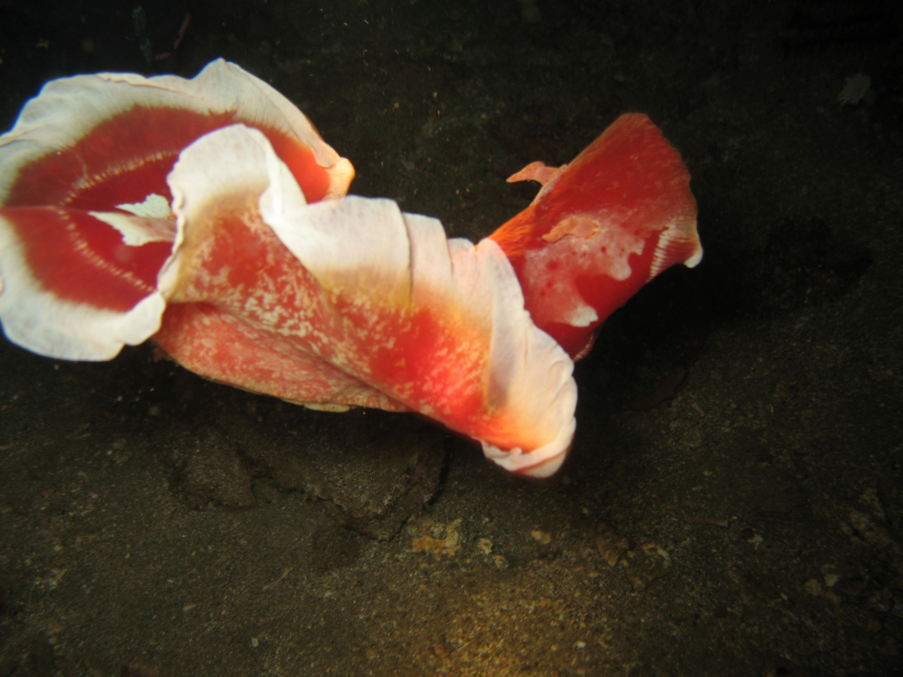 Dancing Spanish Dancer