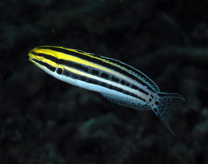 Dandy Blenny