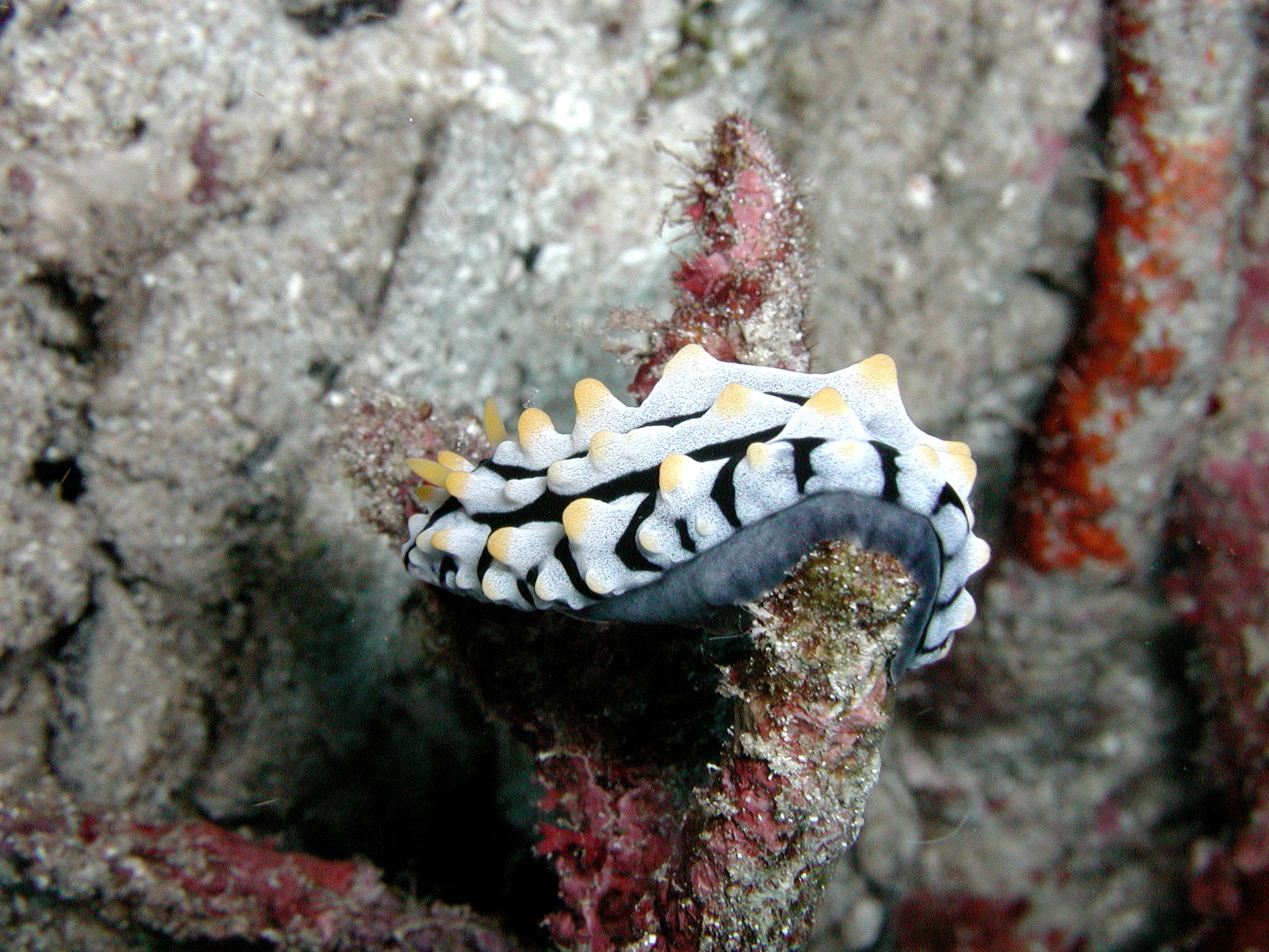 Dangling Nudi