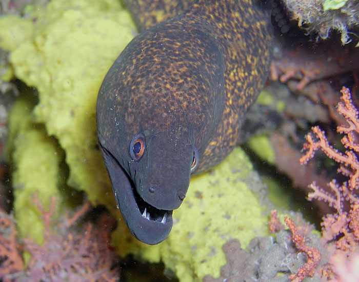 Dapper Moray