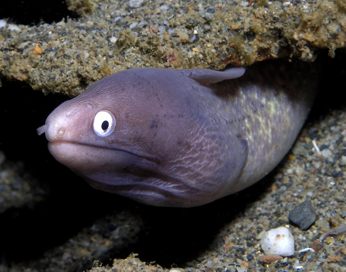 Dapper White-eyed Eel