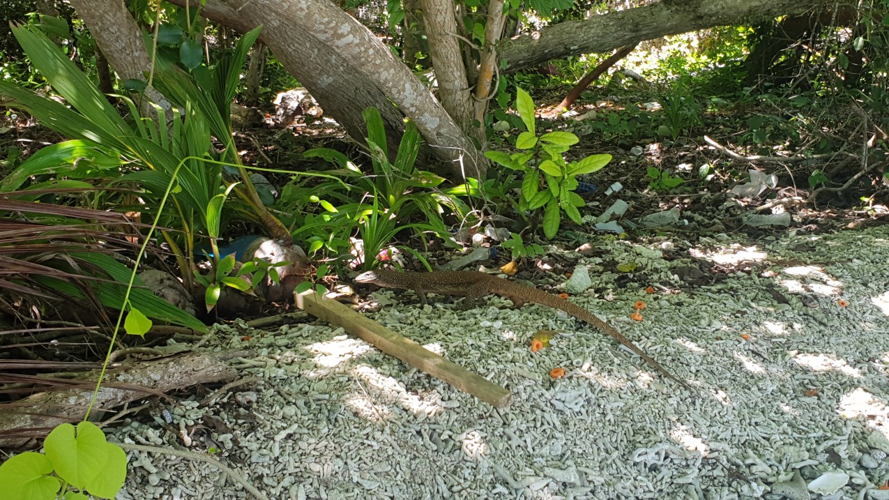 Daroyen Village Monitor Lizard pay visit