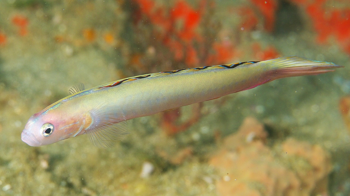 dart_fish_2011_07_40