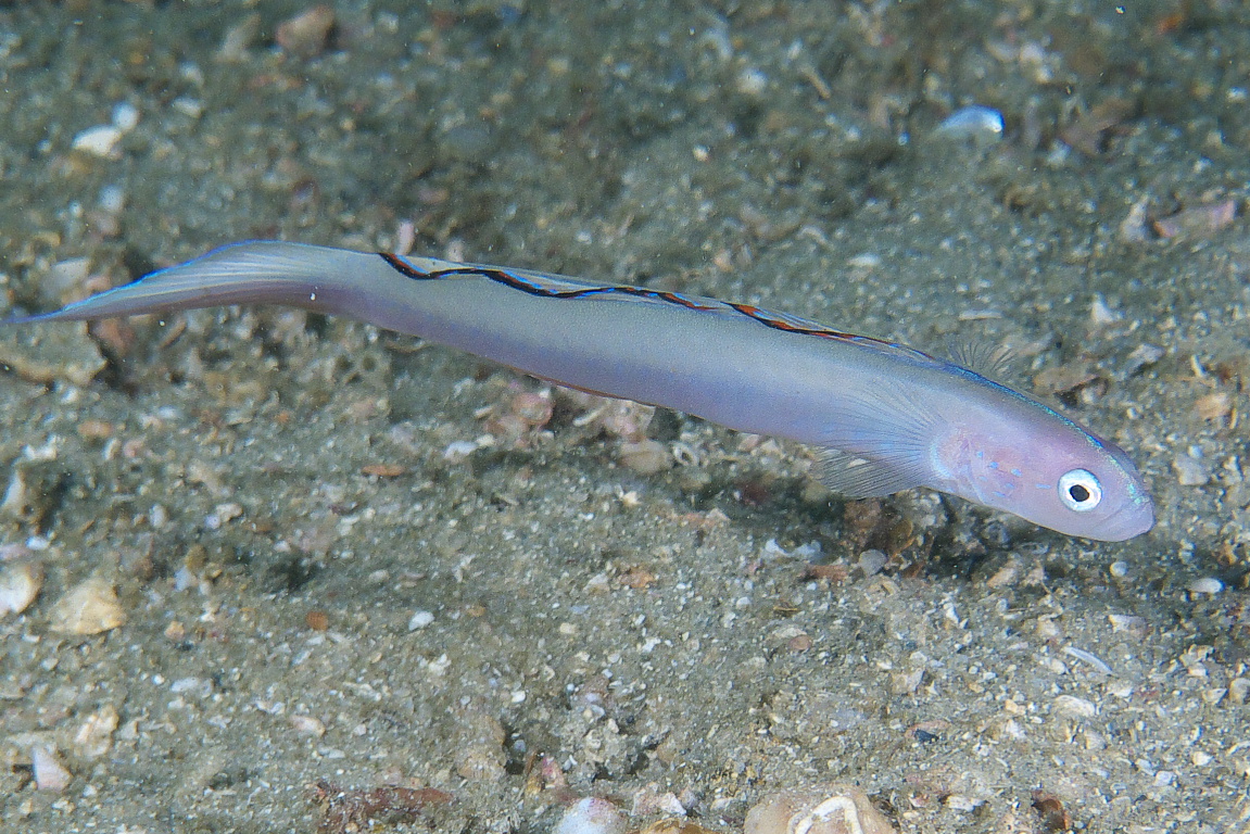 dartfish_2011_06_70