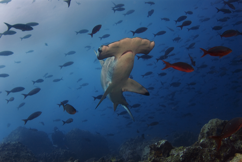 Darwin_Galapagos_12_2007_011