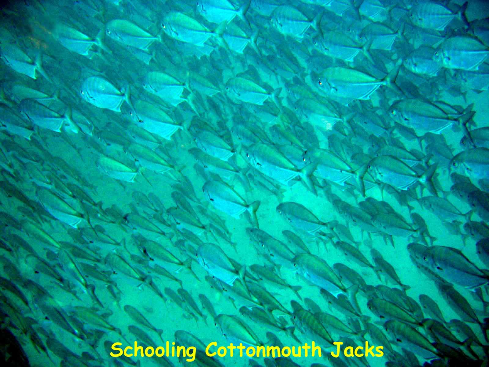 Darwin's Arch, Darwin Island, Galapagos