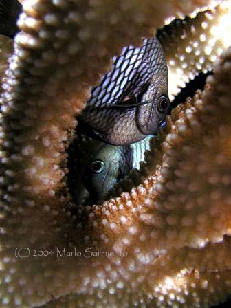 Dascyllus Hiding in Coral