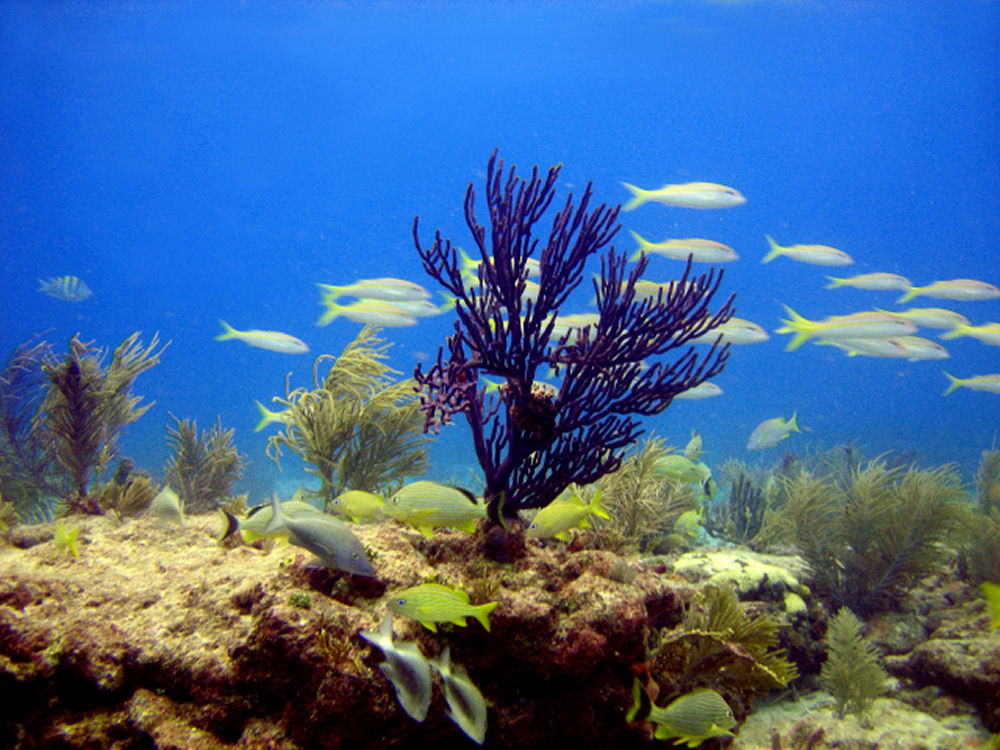 Davey Crocker Reef - Key Largo