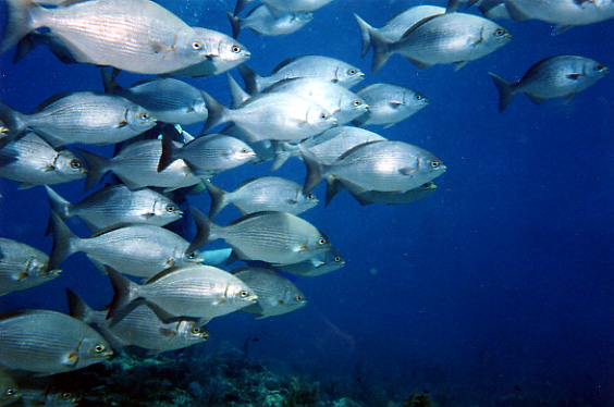 Davis Ledge, Key Largo