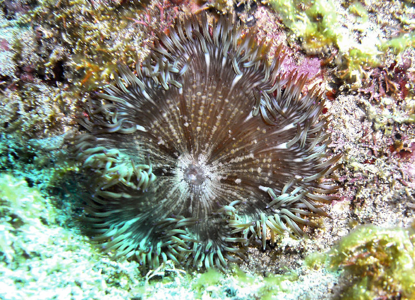 Day 6- Thurs- At home on the Sea of Cortez