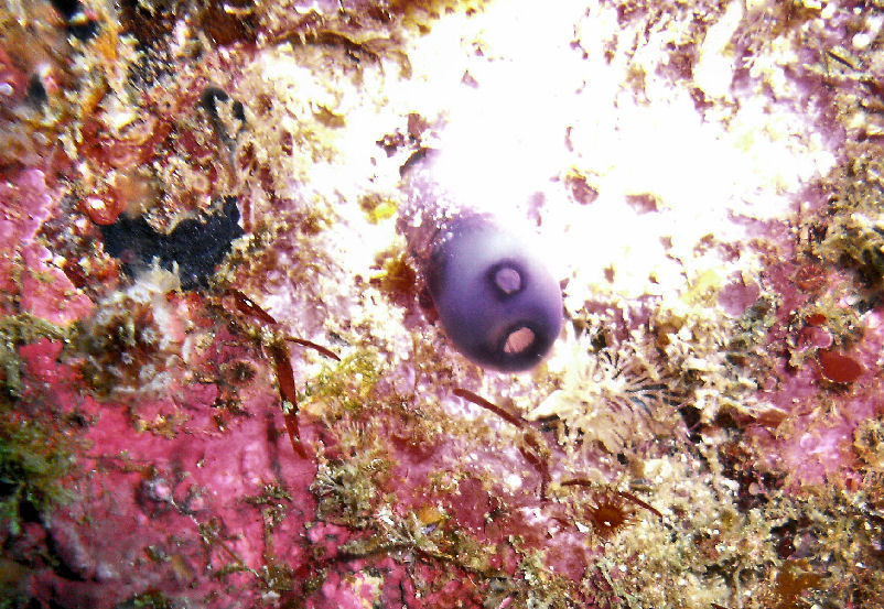 Day 7- Fri- Our last day of diving for the week!
