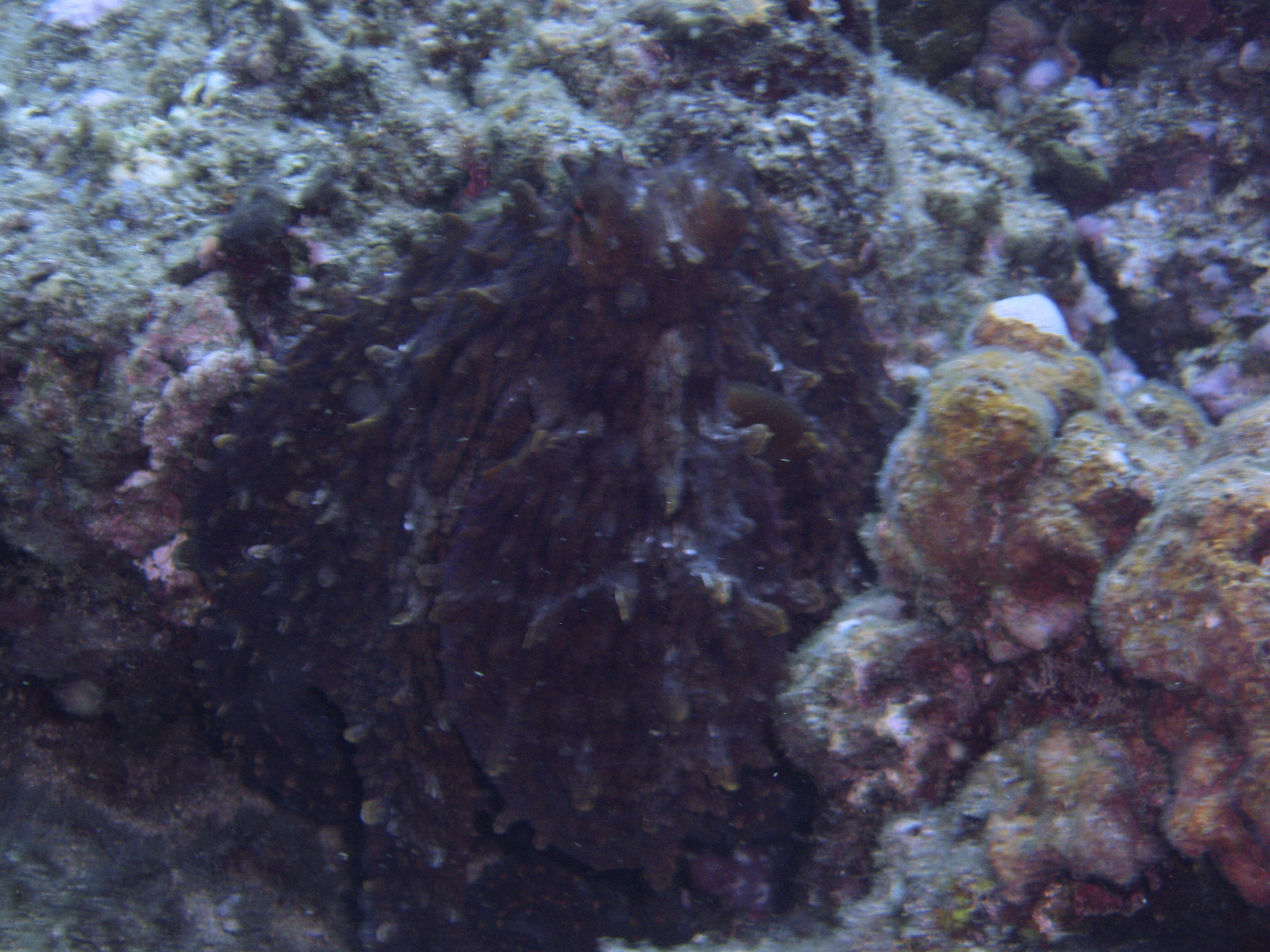 Day Octopus trying to blend with the coral