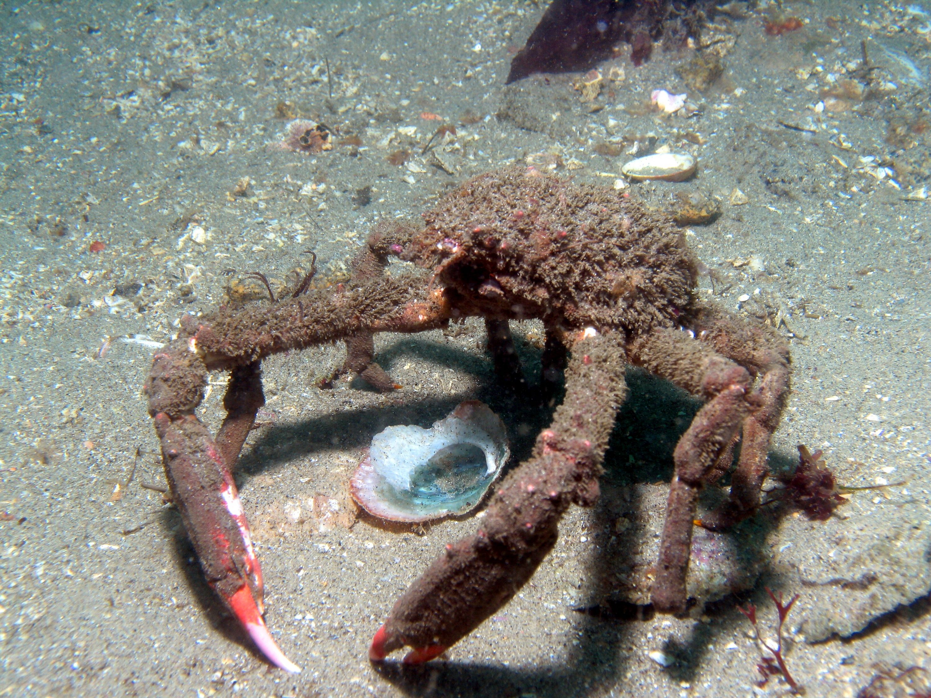 dec crab, monterey ca