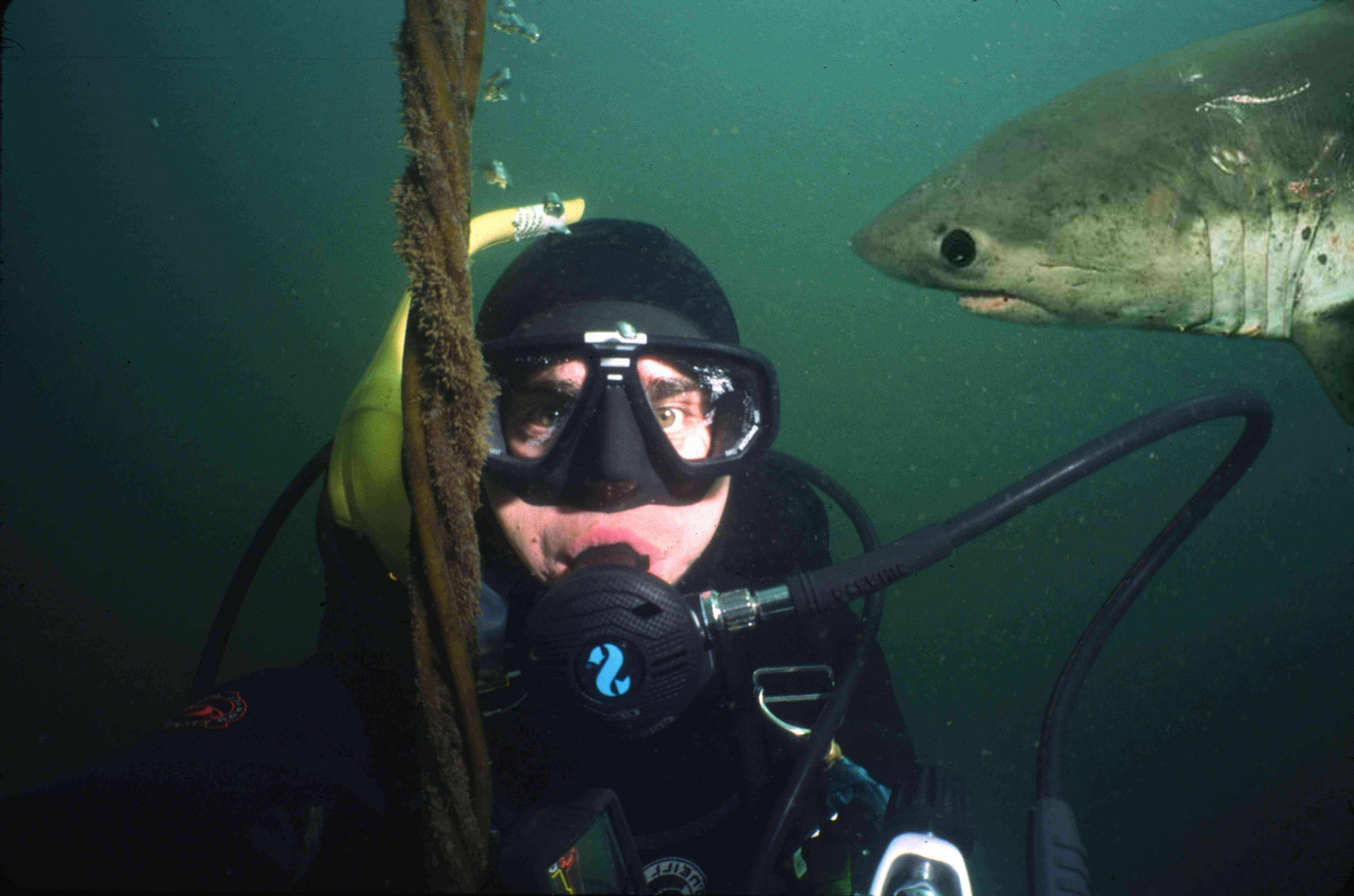 deco- salmon shark from CJ