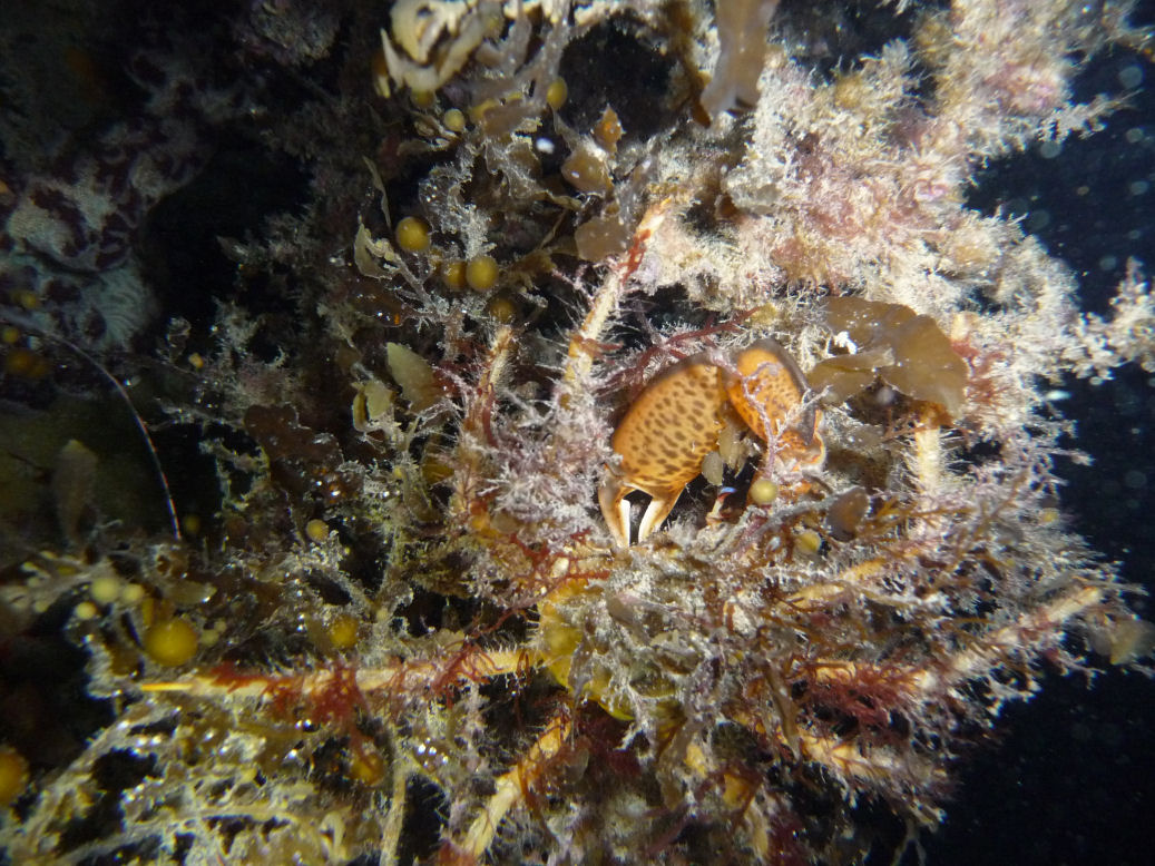 Decorated Crab