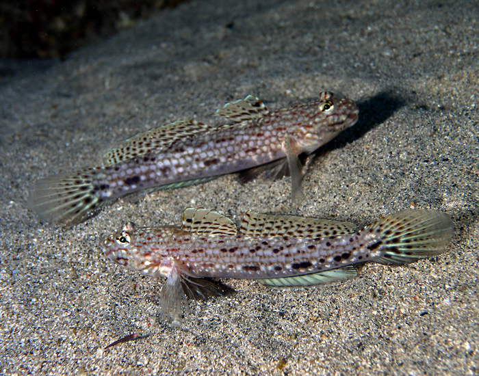 Decorated Gobies