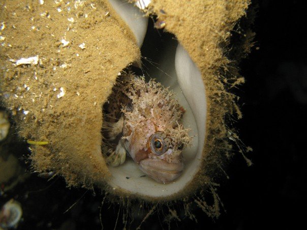 Decorated Warbonnet inside of a Boot Sponge