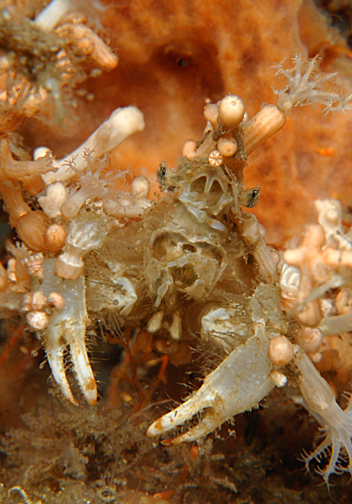 Decorator Crab with Attitude 10-4-9