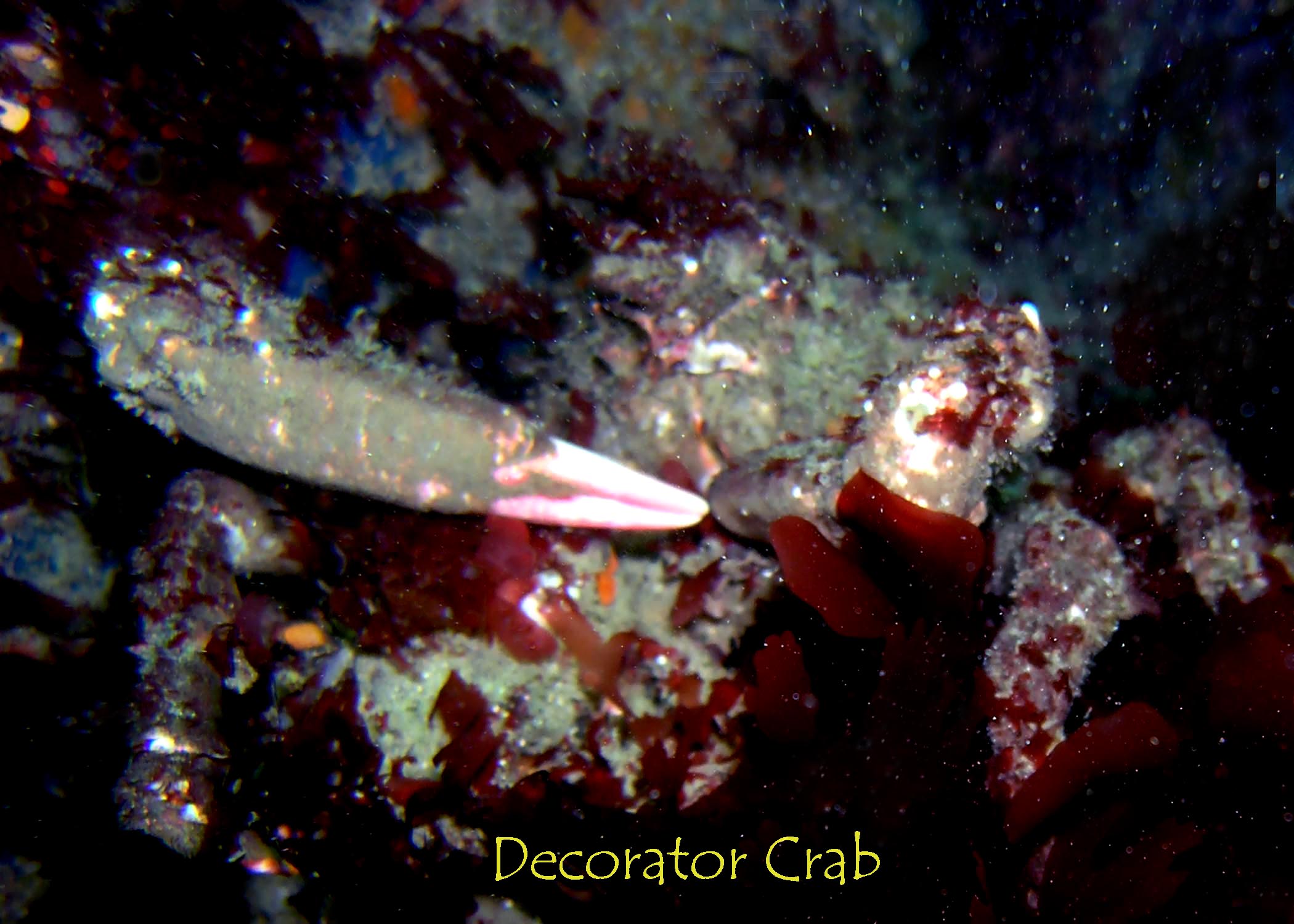 Decorator Crab