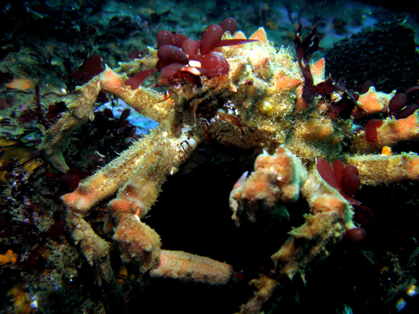 Decorator_Crab_2_