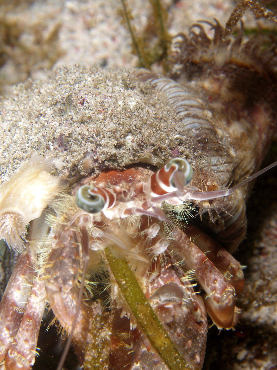 decorator_hermit_crab