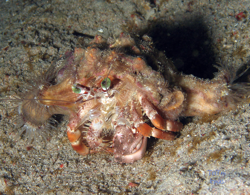 decorator_hermit_crab1