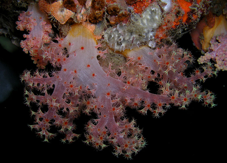 Delicate Scleronephthya Coral